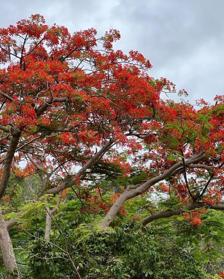 The Serene House Bed & Breakfast Luquillo Exterior photo